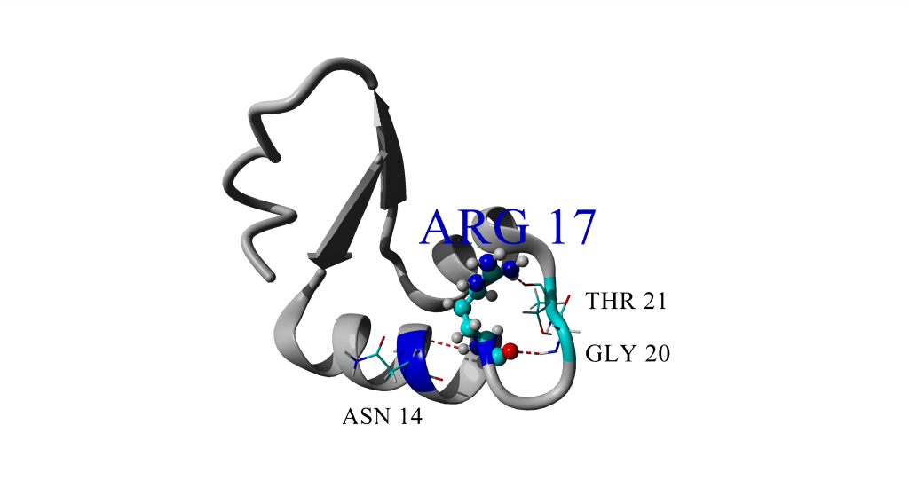 Better(?) figure of 1CRN showing interactions with Arg 17