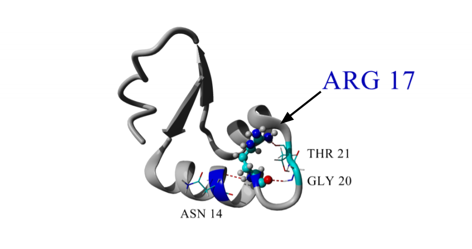 Model of structure 1crn showing how Arg 17 (shown by arrow in ball and stick representation) hydrogen bonds within the protein. Hydrogen bonds are shown as dotted red lines between donor and acceptor atoms. Amino acid side chains are colored by element with carbon colored cyan, nitrogen colored blue, oxygen colored red, and hydrogen colored grey.