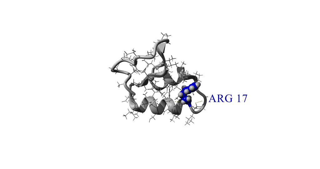 Resulting image of code adding hydrogen bonds to Arg 17