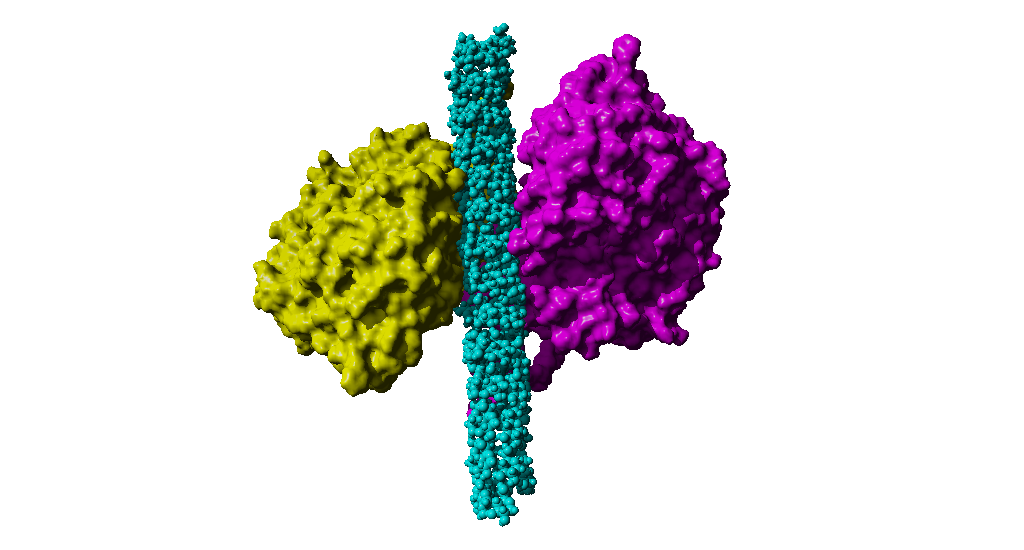 Model of \beta amylase 2 bound to substrates